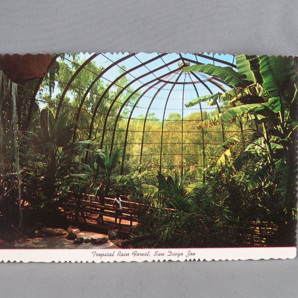 Vintage Postcard - Tropical Rainforest San Diego Zoo - International